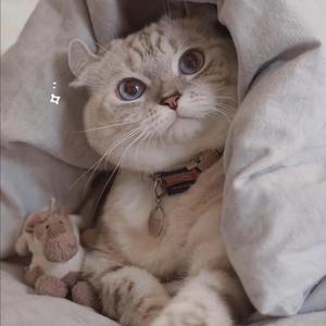 啪视频在线观看
